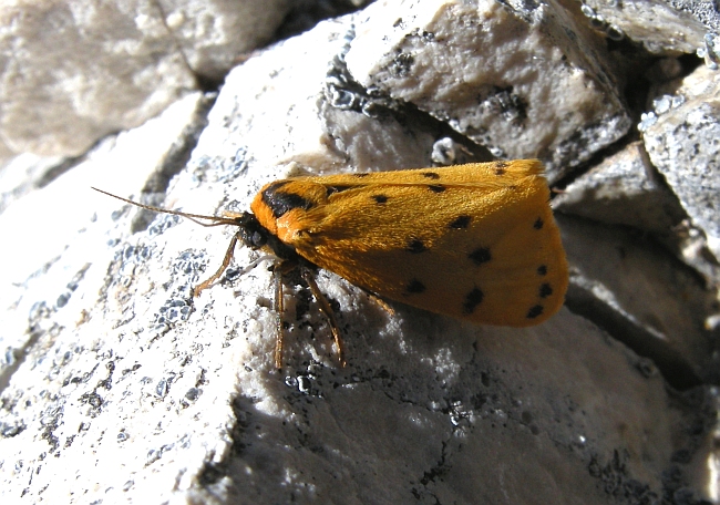 Farfalle dal Gran Sasso